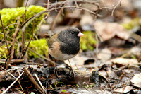 Dark-eyed Junco