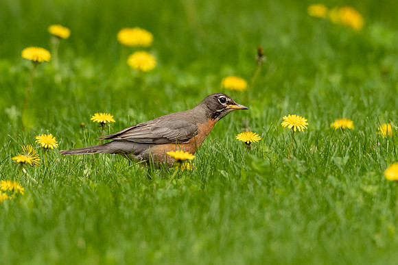 America Robin
