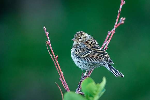 Brewer’s Sparrow