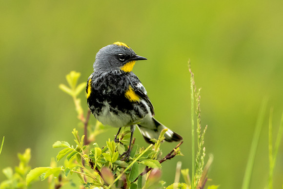 Yellow-rumped Warbler 2