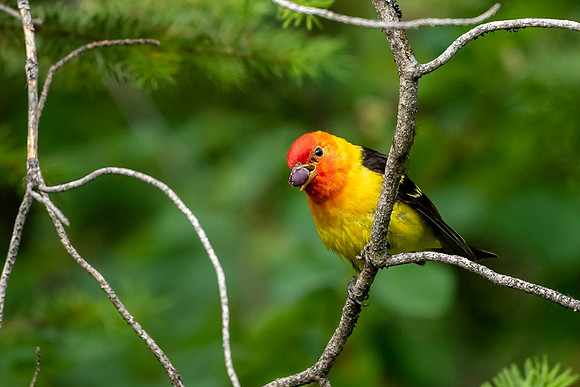 Western Tanager Feeds