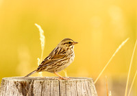 Savannah Sparrow on Post