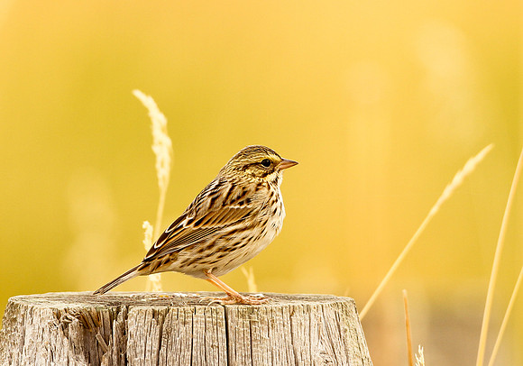Savannah Sparrow on Post