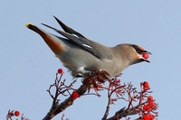 Bohemian Waxwing Feeding in Mountain Ash
