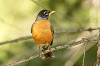 America Robin on a Limb