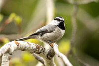Chickadee Gallery