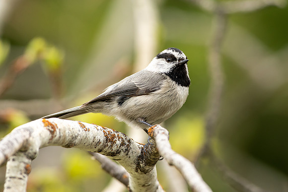 Mountain Chickadee