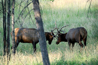 Elk Greeting