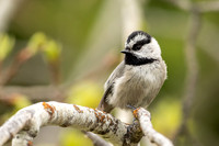 Mountain Chickadee on a Limb
