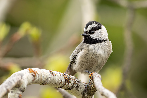 Mountain Chickadee on a Limb
