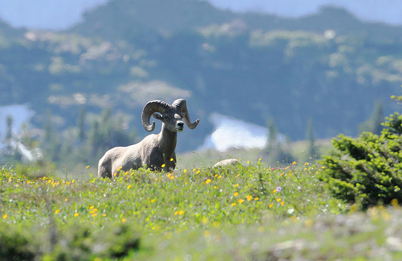 Bighorn Ram