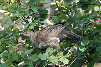 Dusty Grouse in a Bush