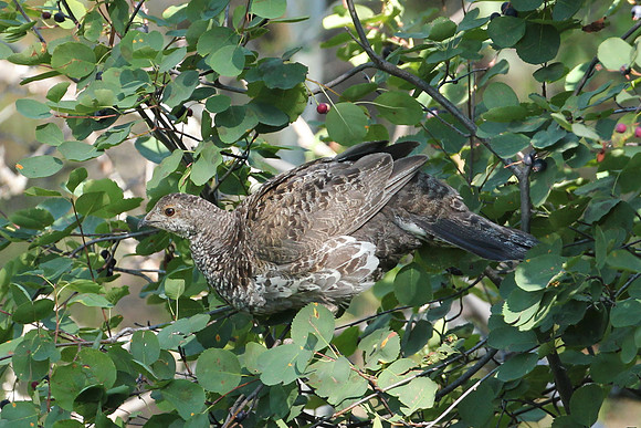 Dusty Grouse in a Bush