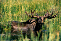 Moose in the Water