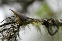 Nuthatch