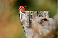 Red-naped Sapsucker