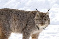 Canada Lynx