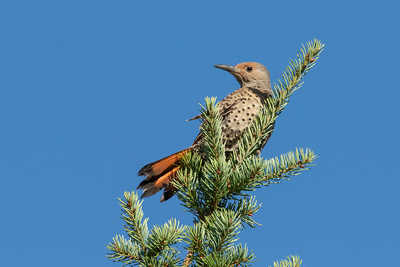 Red-shafted Northern Flicker