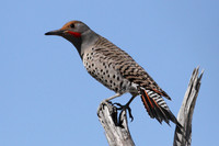 Northern Flicker on a Limb
