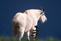 Glacier National Park Logan's Pass Mountain Goat