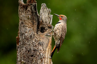 Northern Flicker
