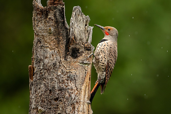 Northern Flicker