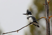 Belted Kingfisher (grey)