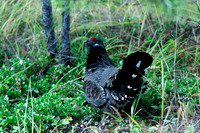 Spruce Grouse on Ground