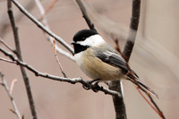 Black-Capped Chickadee 2