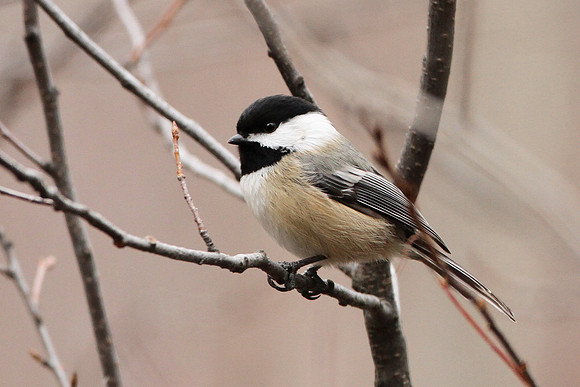 Black-Capped Chickadee 2