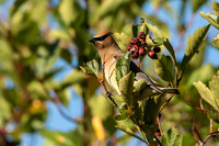 Cedar Waxwing Peeking