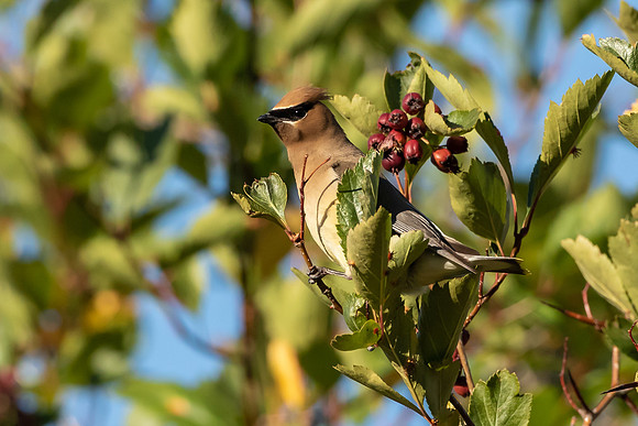 Cedar Waxwing Peeking