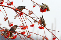 Bohemian Waxwings