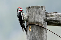 Red-naped Sapsucker