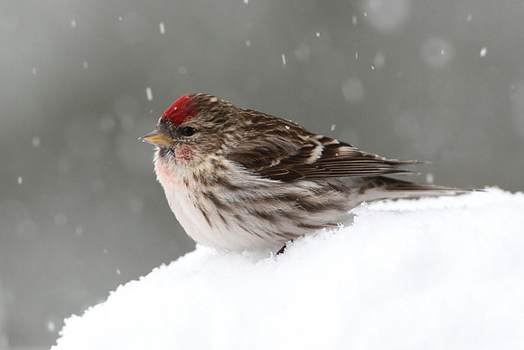 Hoary Redpoll