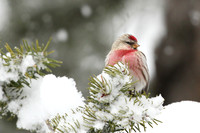 Common and Hoary Redpoll Gallery
