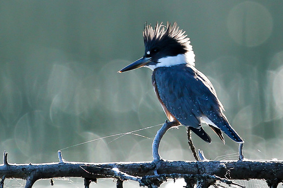 Belted Kingfisher