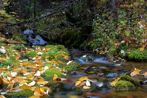 Blanket of Leaves