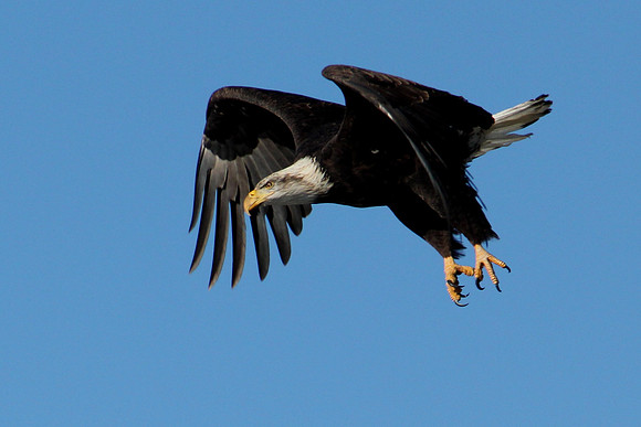 Eagle in Flight