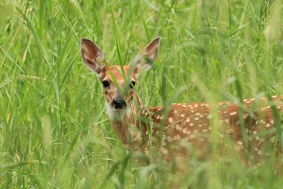 Fawn in the Grass
