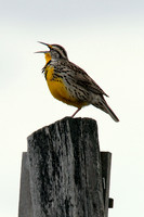 Western Meadowlark