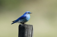 Mountain Bluebird on Post Closeup