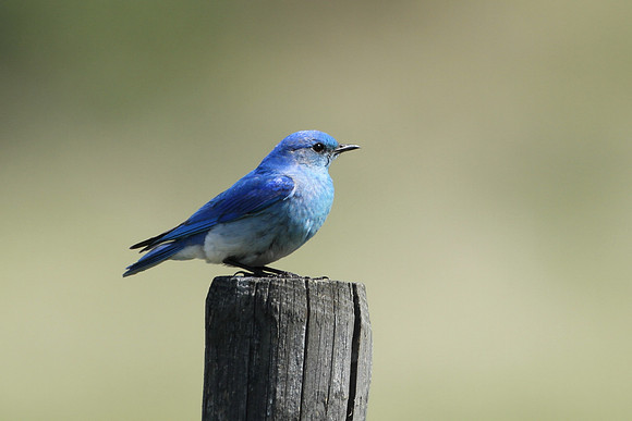 Mountain Bluebird on Post Closeup