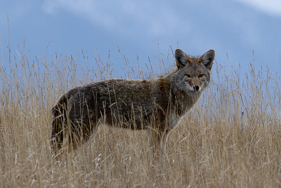 Coyote in a Field