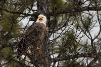 Eagle Calling