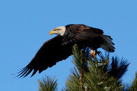 Eagle at the Top