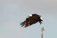 Eagle Departs