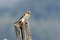 American Kestrel