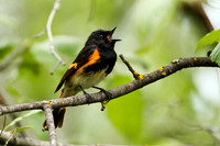American Redstart