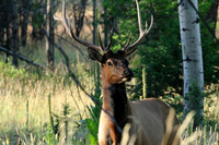 Attentive Elk